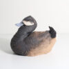 Bluebill Bluebill