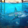 The Shark