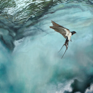 Shimmer - picture of a swallow hovering