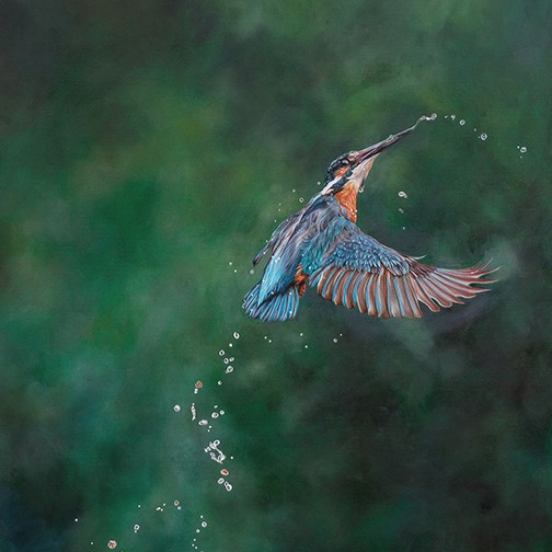 The King picture of kingfisher