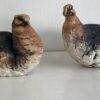 Grouse