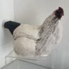 Hen