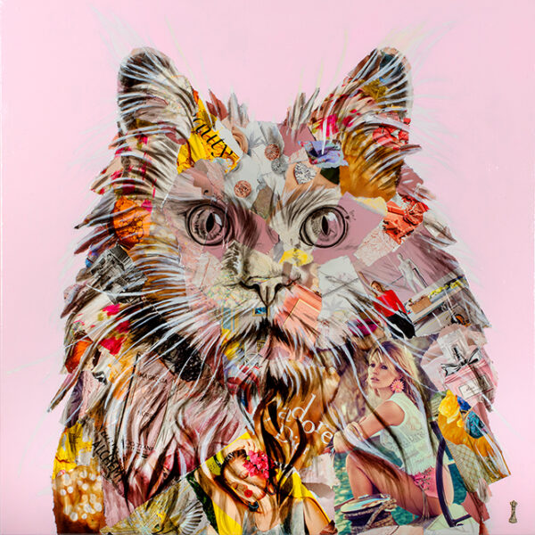 Pampurred portrait of long haired cat