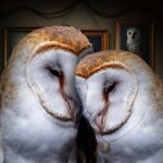 A pair of barn owls