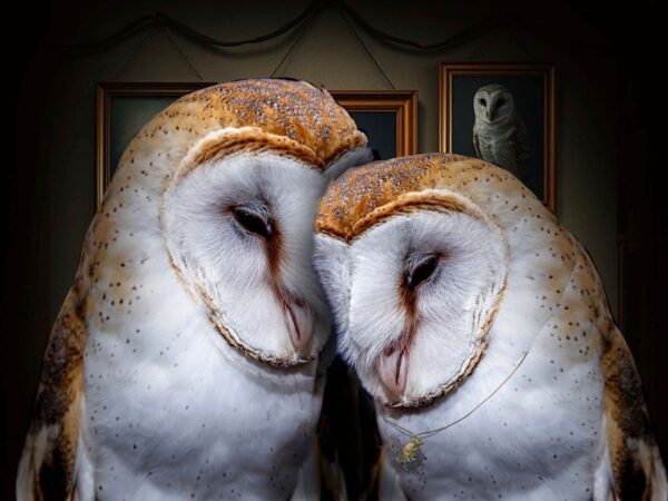 A pair of barn owls