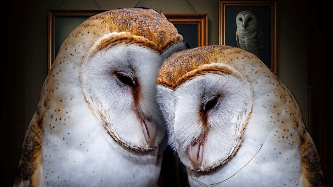picture of a pair of Barn Owls