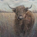 Highland Cow