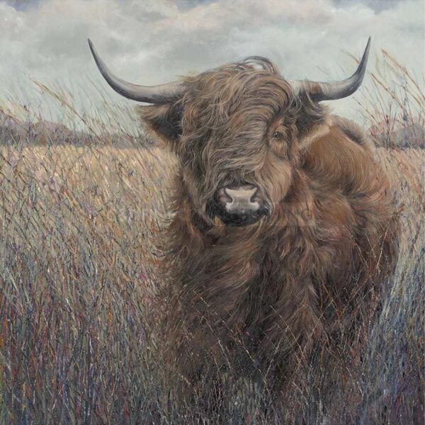 Highland Cow