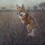 Red Fox
