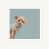 Yorkie Yorkie