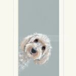 small white dog