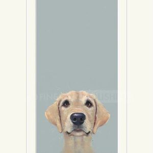 golden labrador