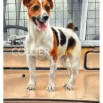 Picture of a Jack Russell Terrier