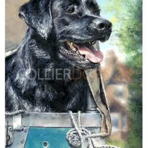 Picture of Black Labrador