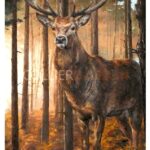 Picture of a Stag